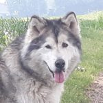 Alaskan Malamute